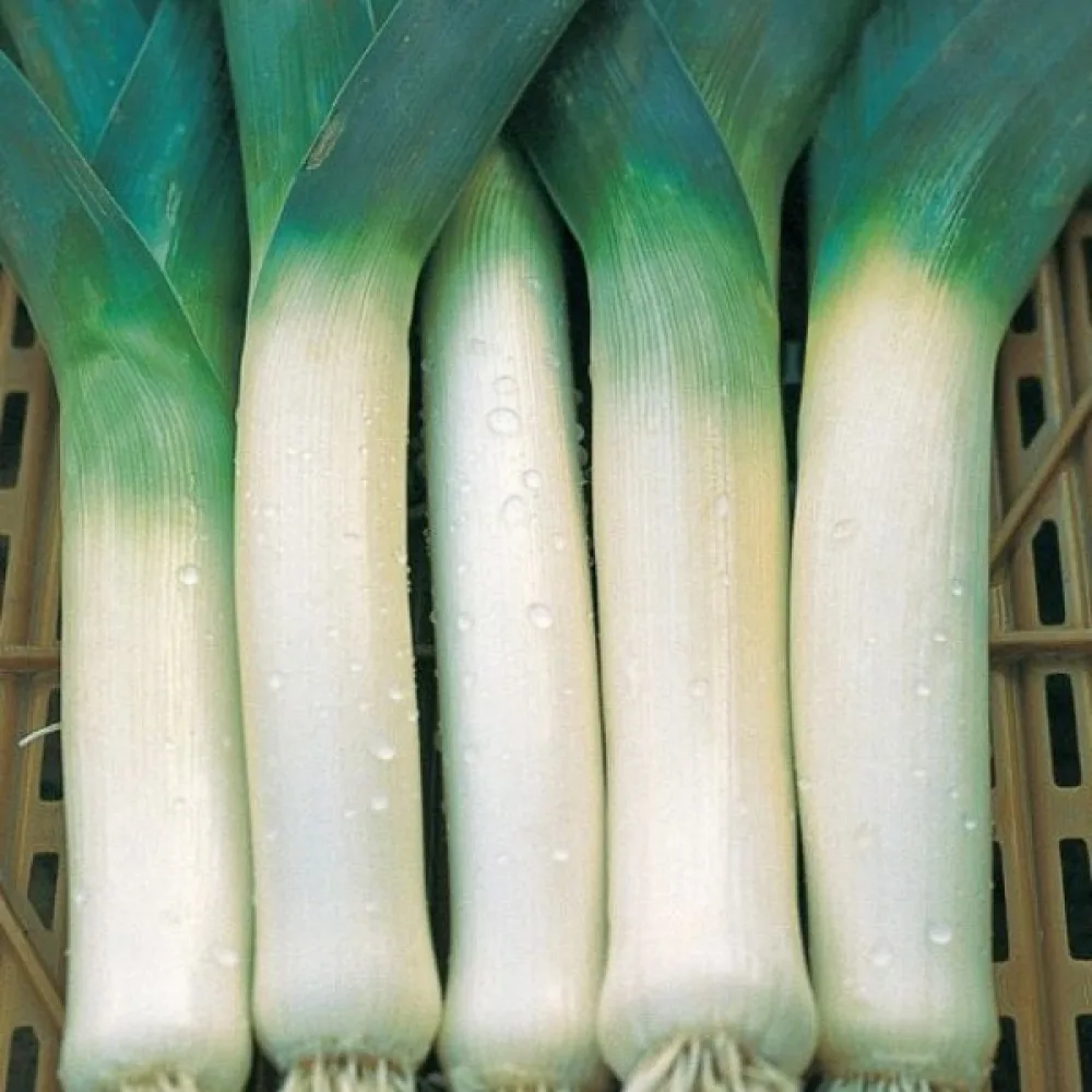 Purjolök 'Blue Solaise'