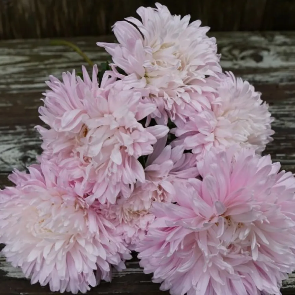 Sommaraster 'Apollonia' – äppelblom