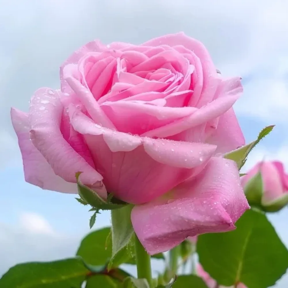 Ros 'Dream in Pink' – barrotad