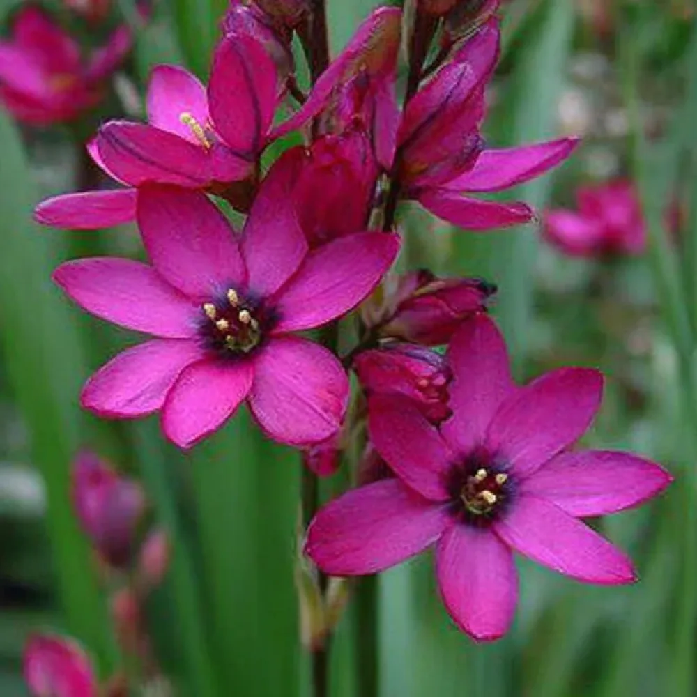Ixia 'Mabel'