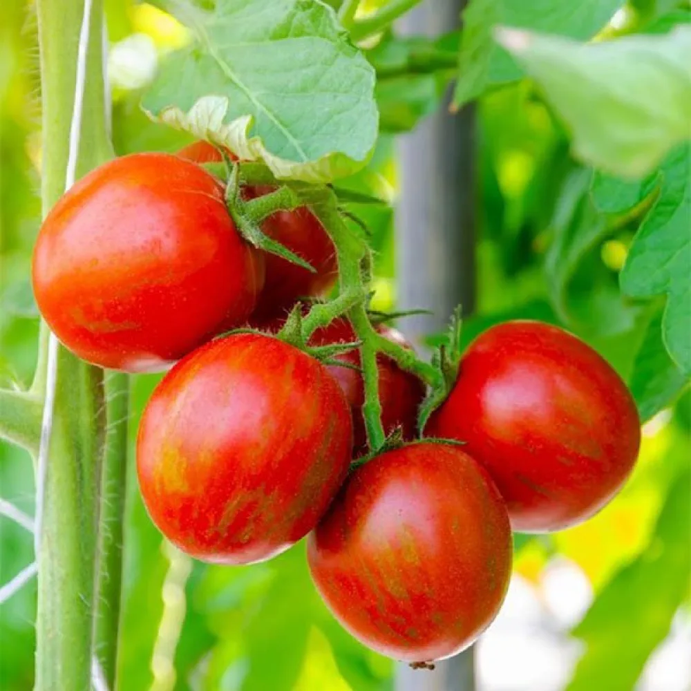 Tomat 'Tigerella'