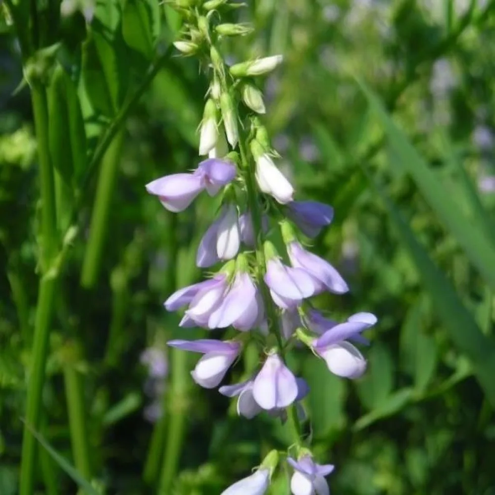 Getruta