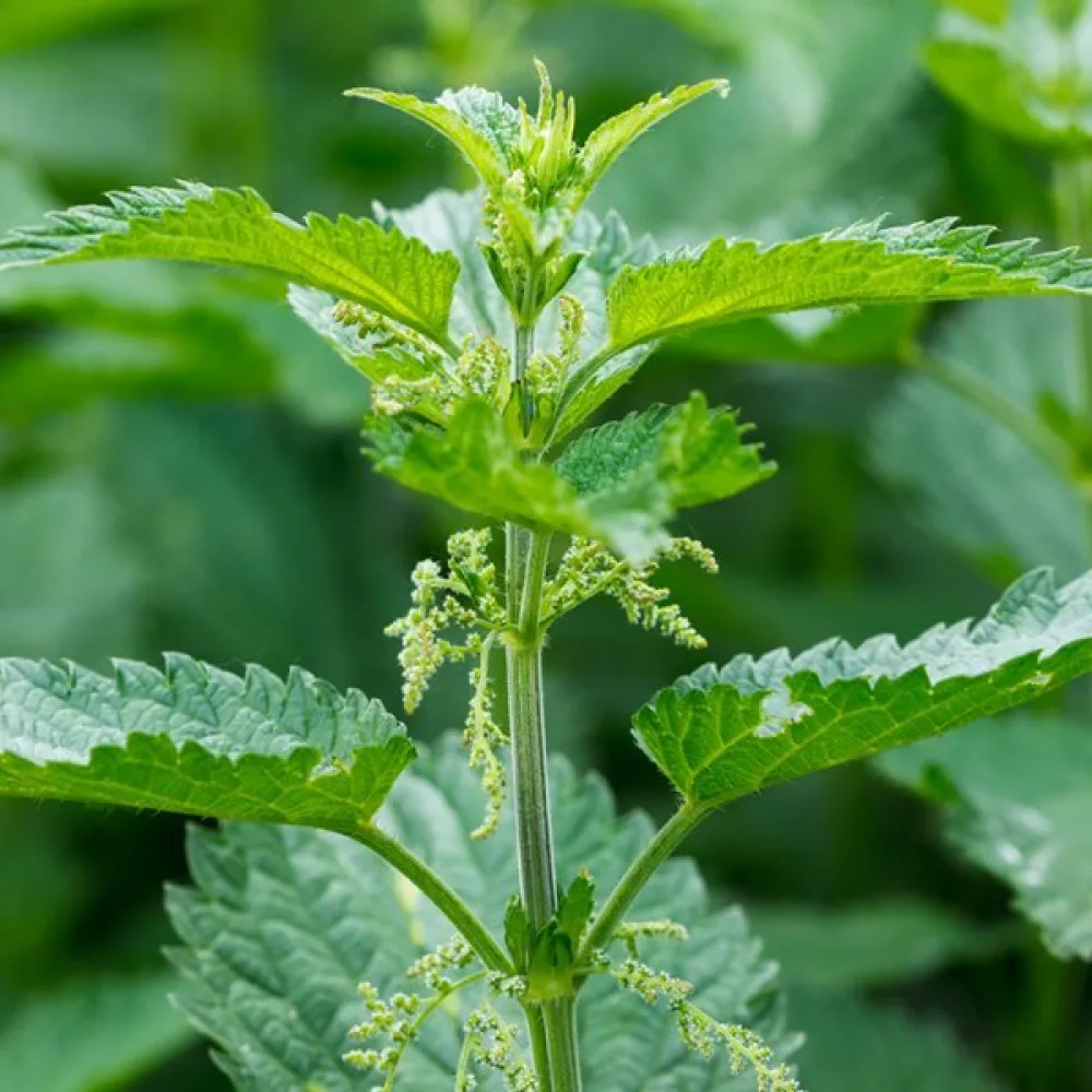 Brännässla Urtica dioica