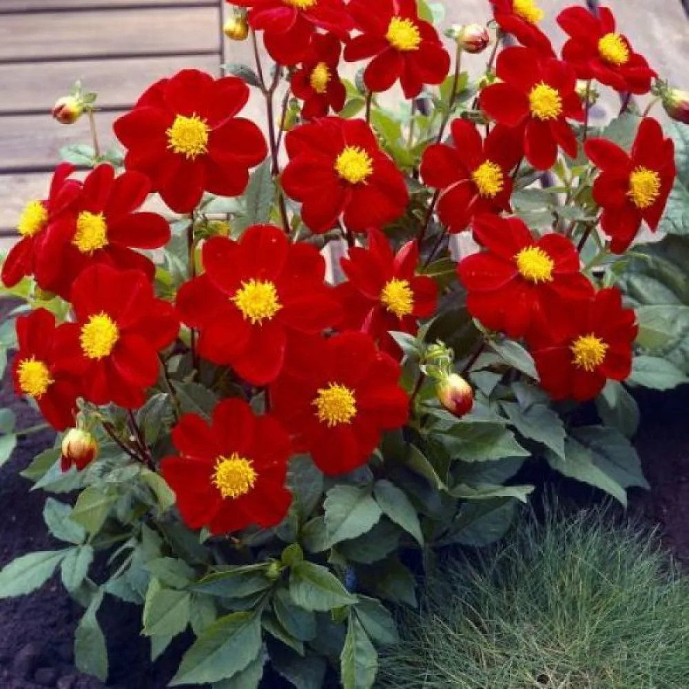 Lågväxande dahlia 'Mignon Red Shades'