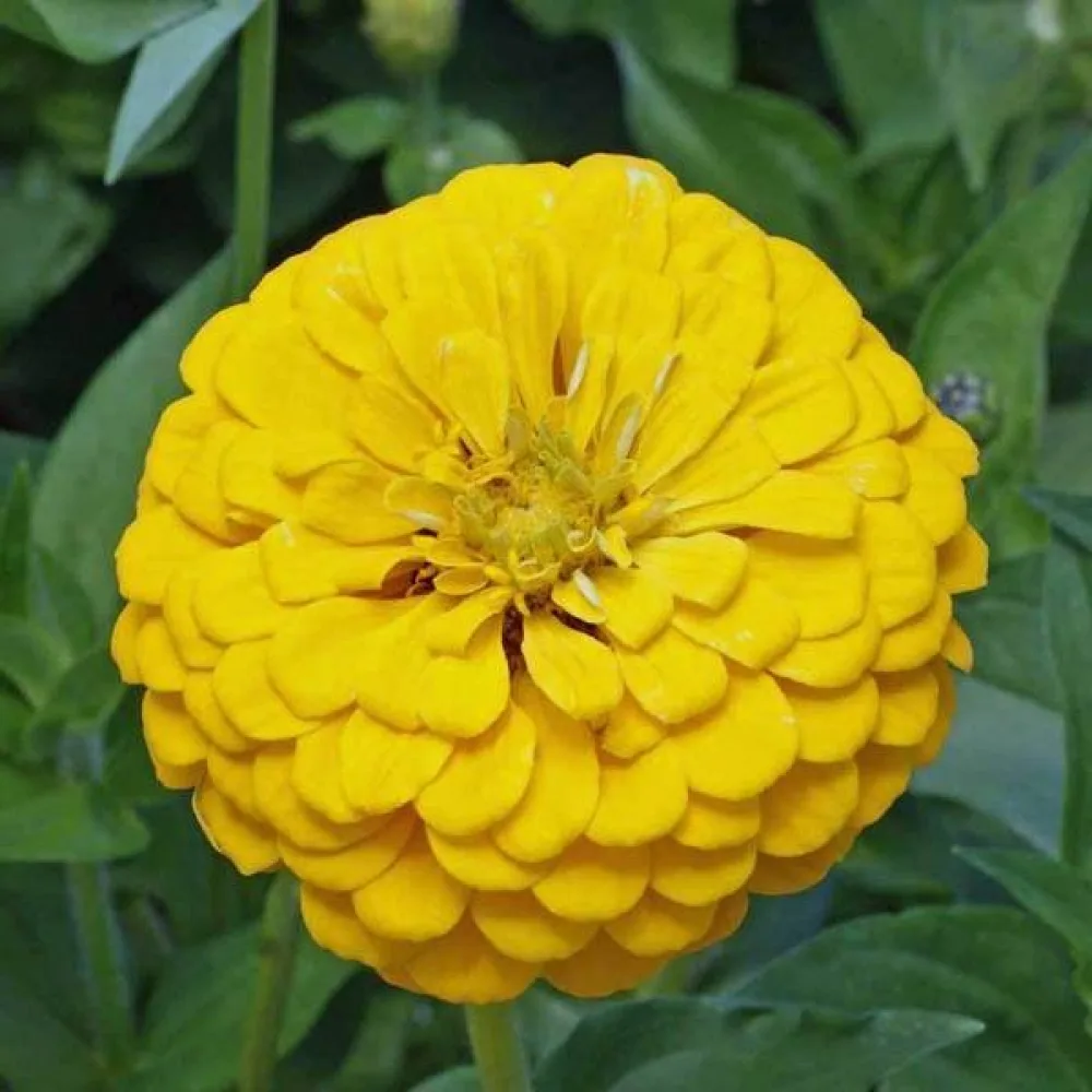 Zinnia 'Canary Bird'