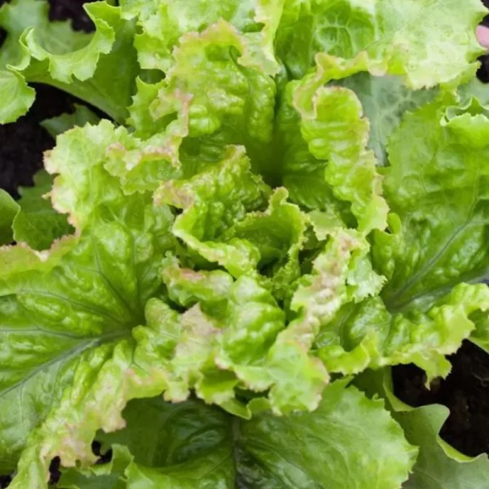 Sallad 'Amerikanischer Brauner'
