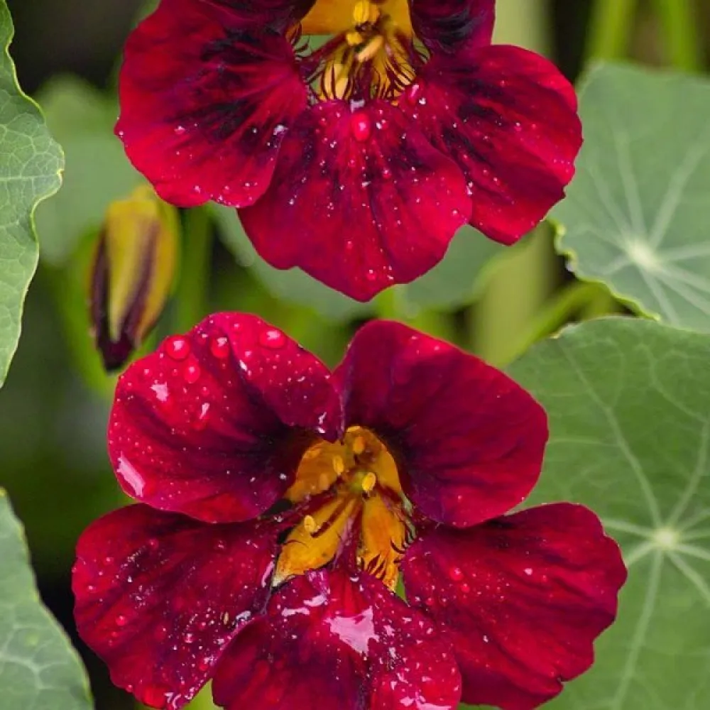 Krasse 'Tip-Top Scarlet'
