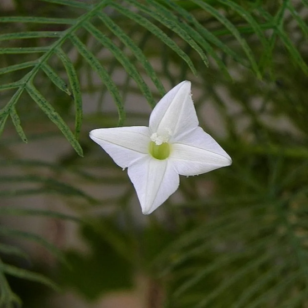 Cypressvinda Ipomoea pennata – vit