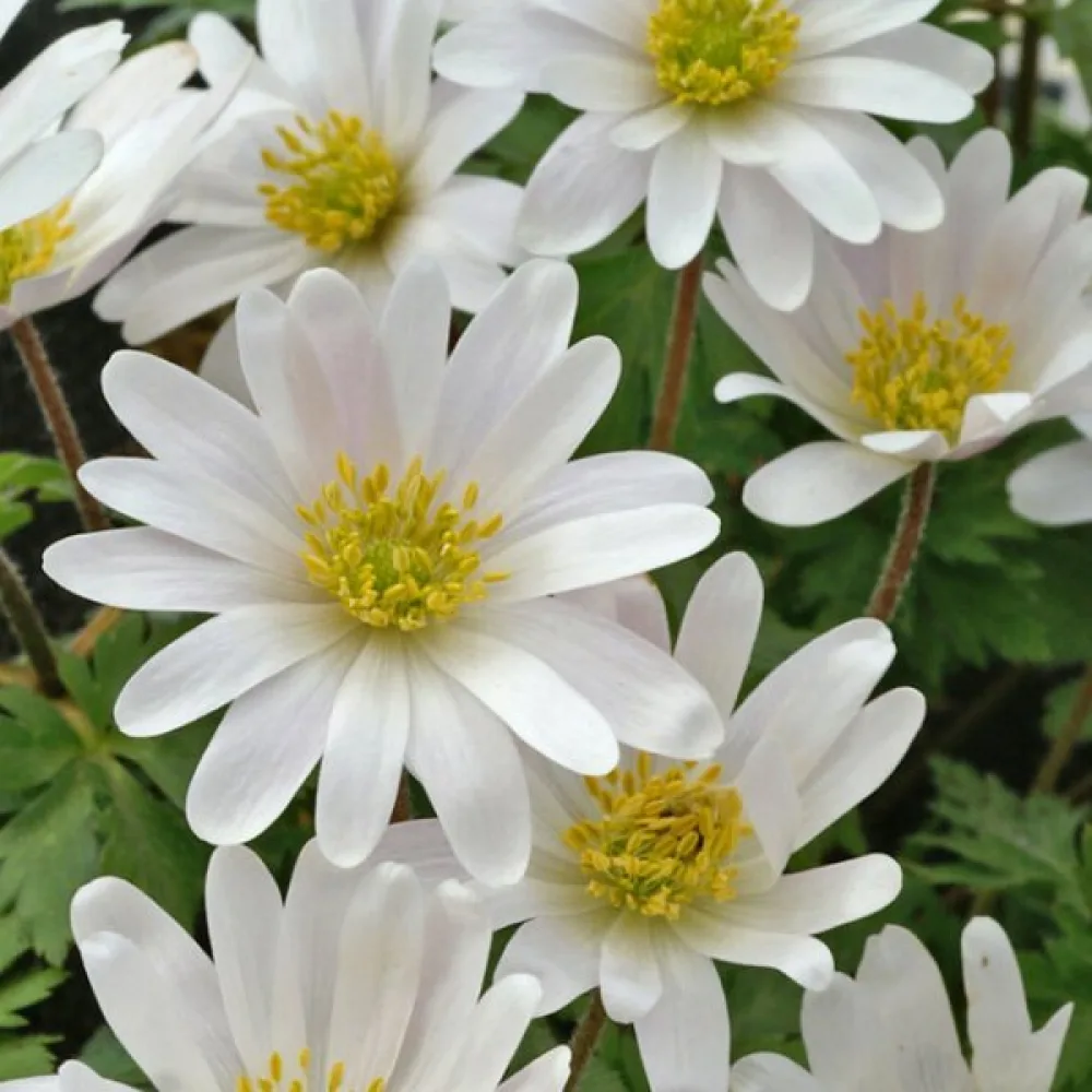 Anemon 'White Splendor Blanda'