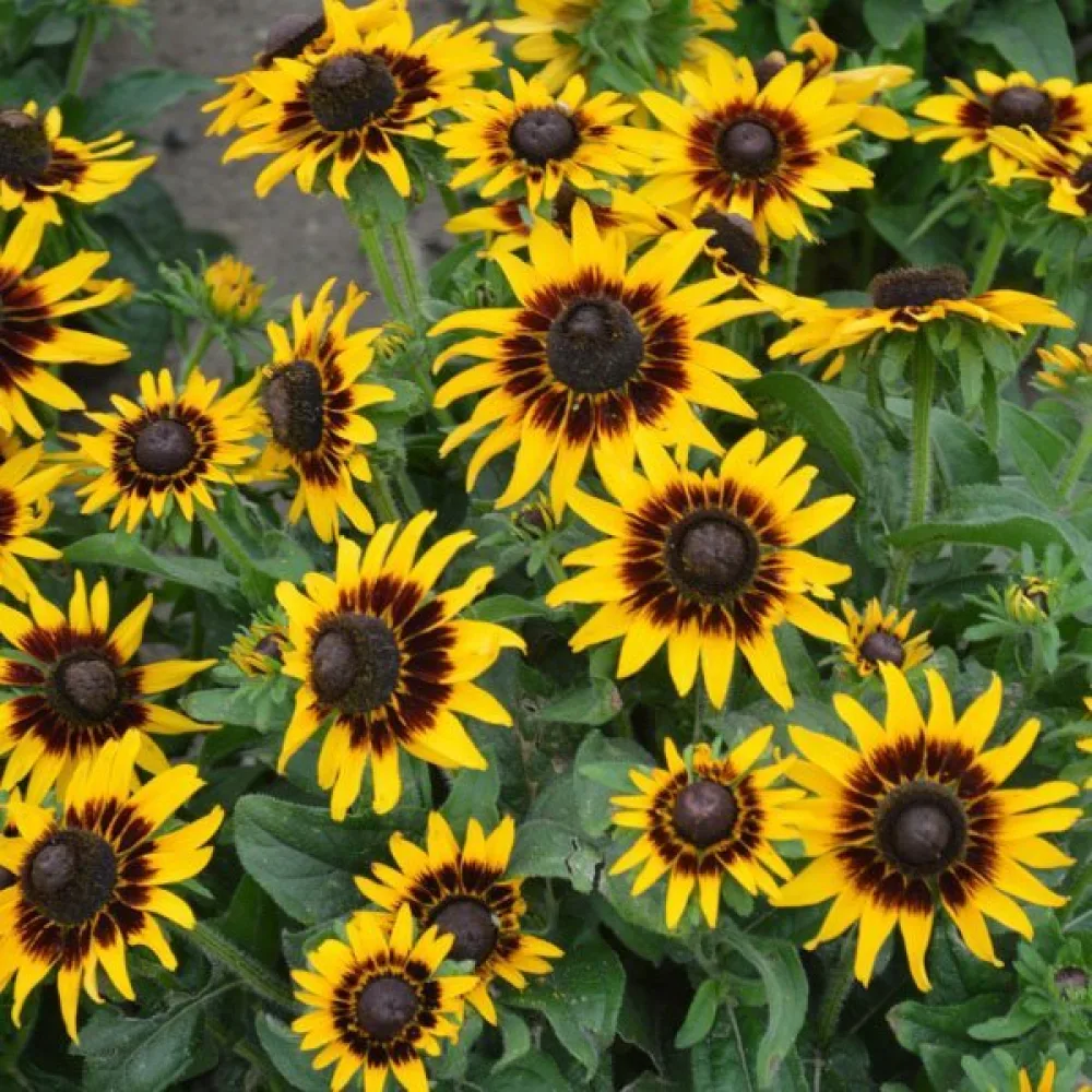 Sommarrudbeckia 'Kelvedon Star'