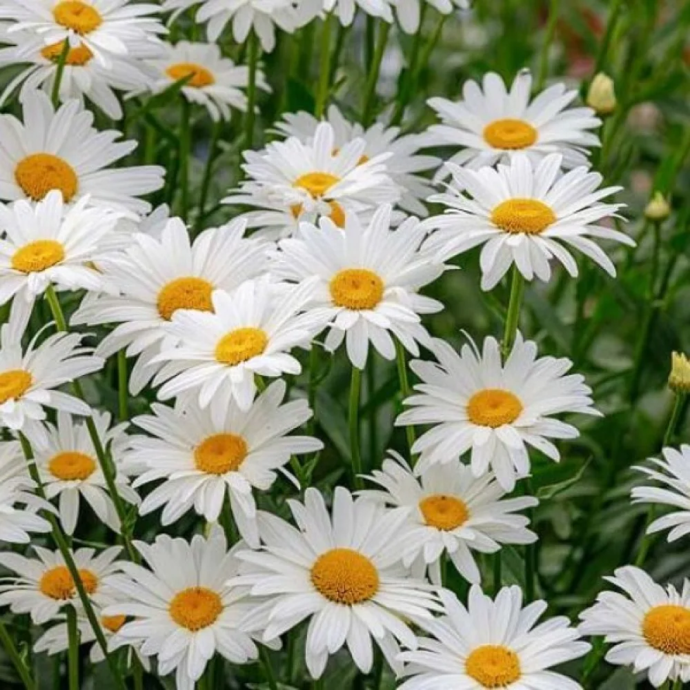 Krysantemum 'Alaska' mix