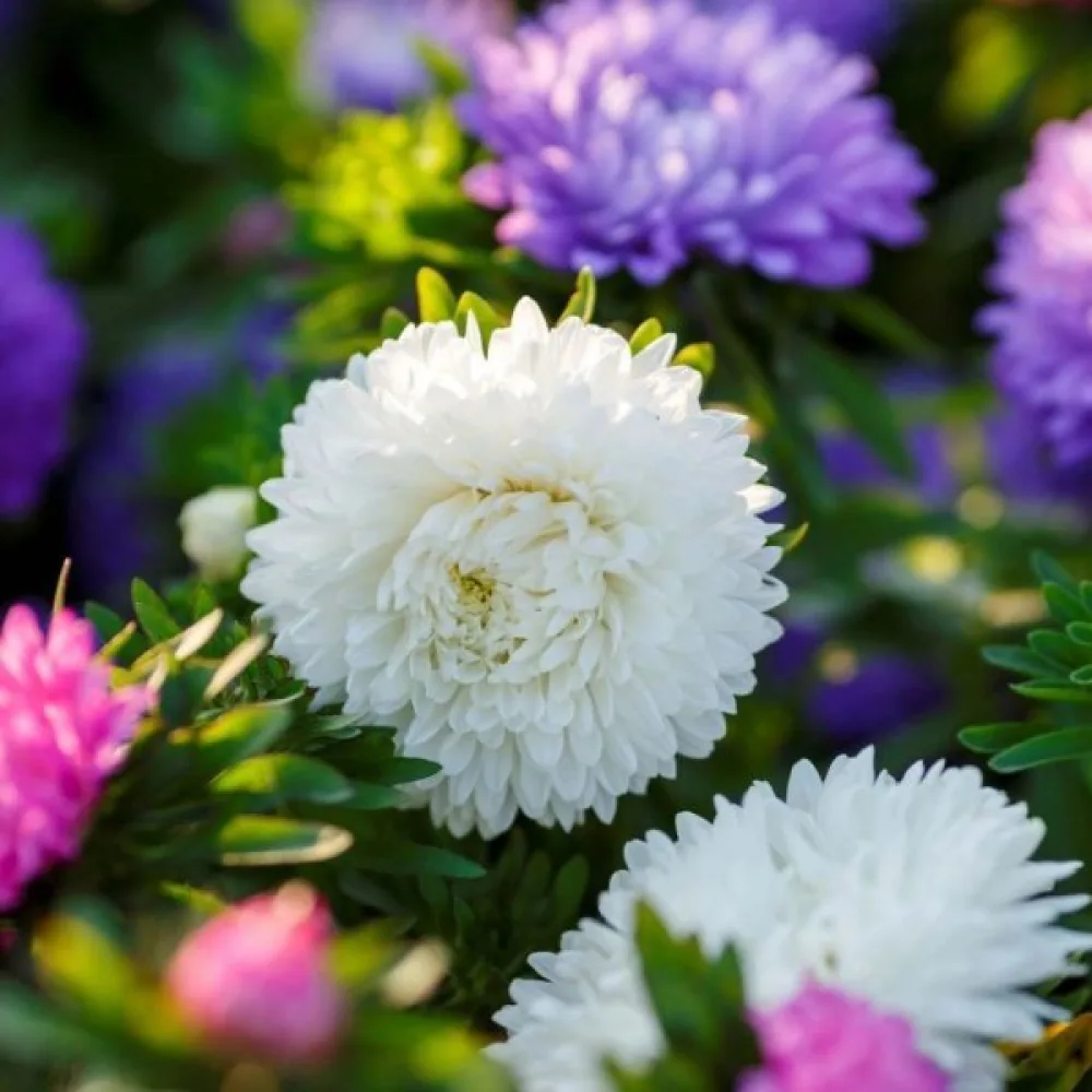 Sommaraster 'Colour Carpet' vit