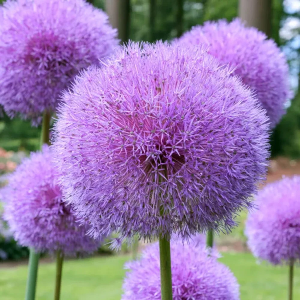 Prydnadslök 'Goliath Giganteum'