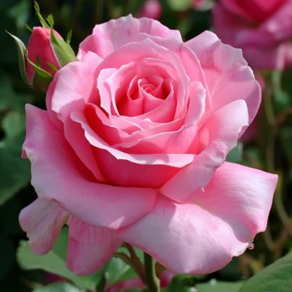 Ros 'Eternal Princess' – barrotad
