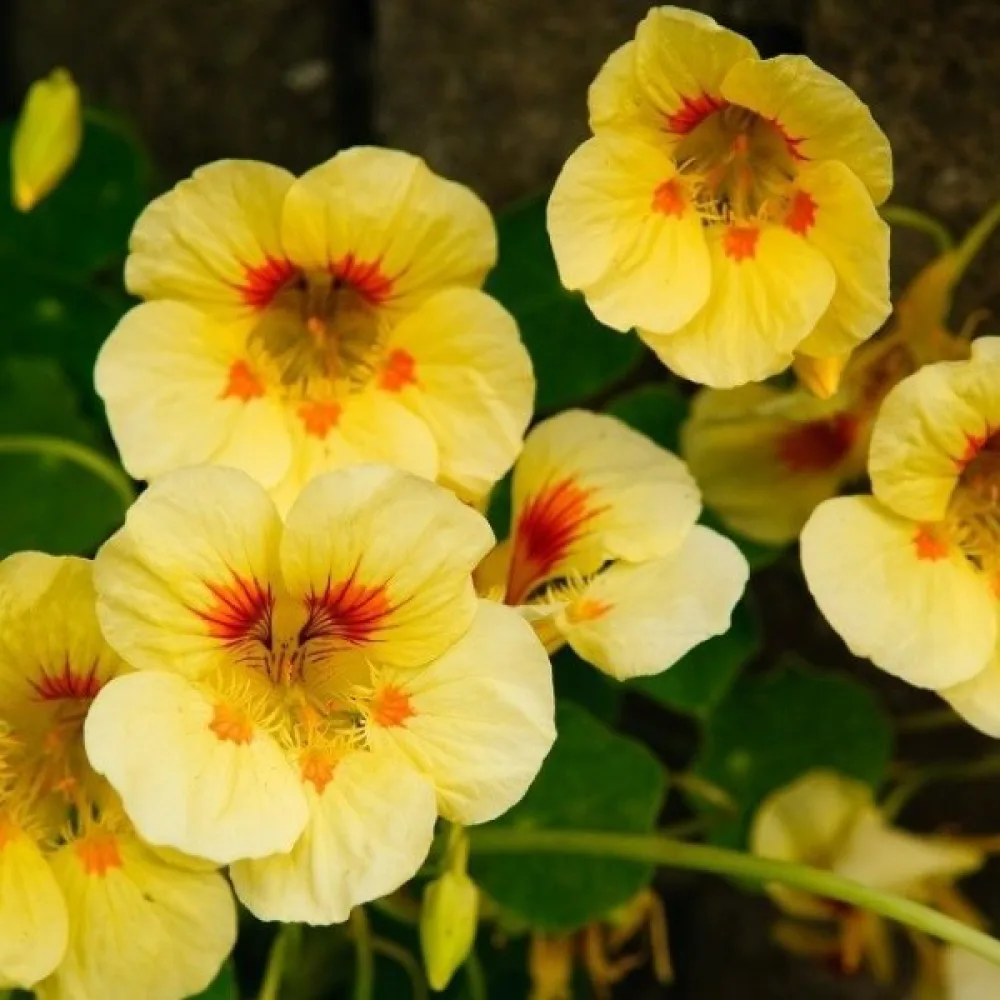 Krasse 'Tip-Top Golden Yellow'