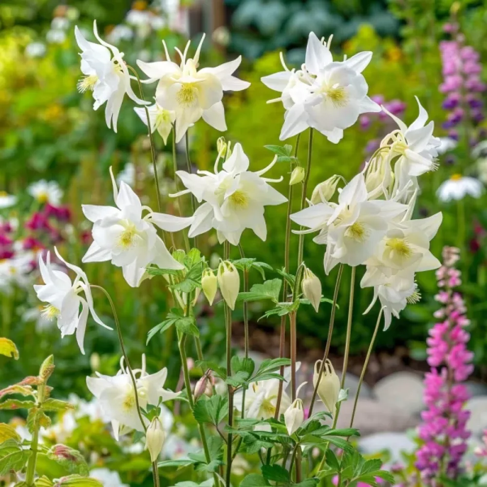 Akleja 'Crystal Star'