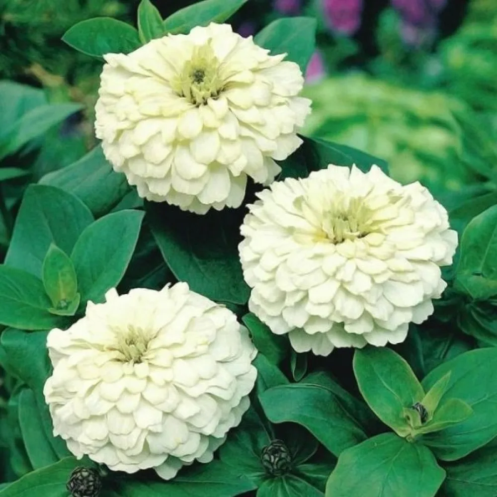 Zinnia 'Lilliput White Gem'
