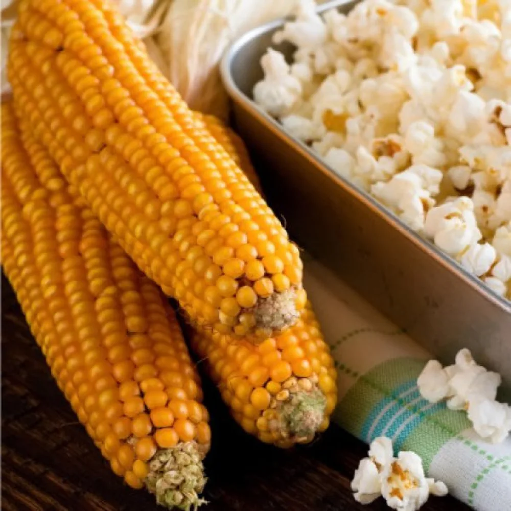 Popcornmajs 'Nana'
