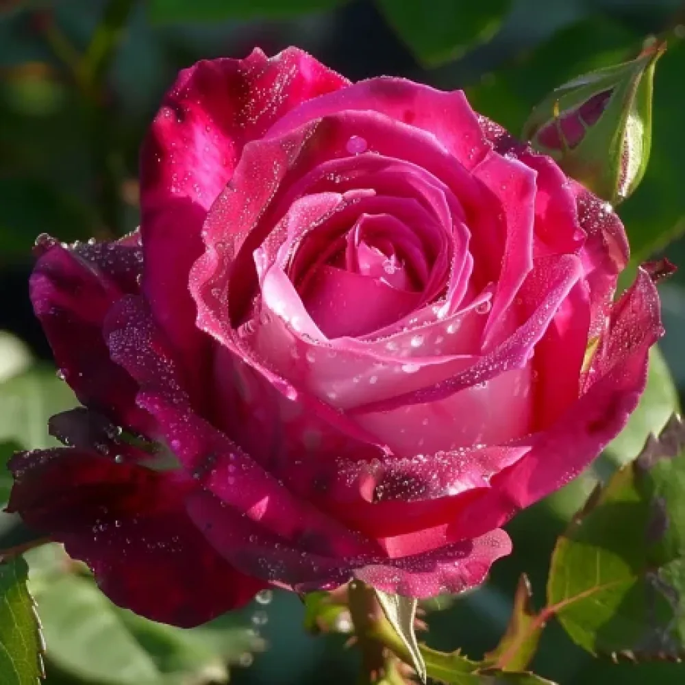 Ros 'Dancing Petal' – barrotad