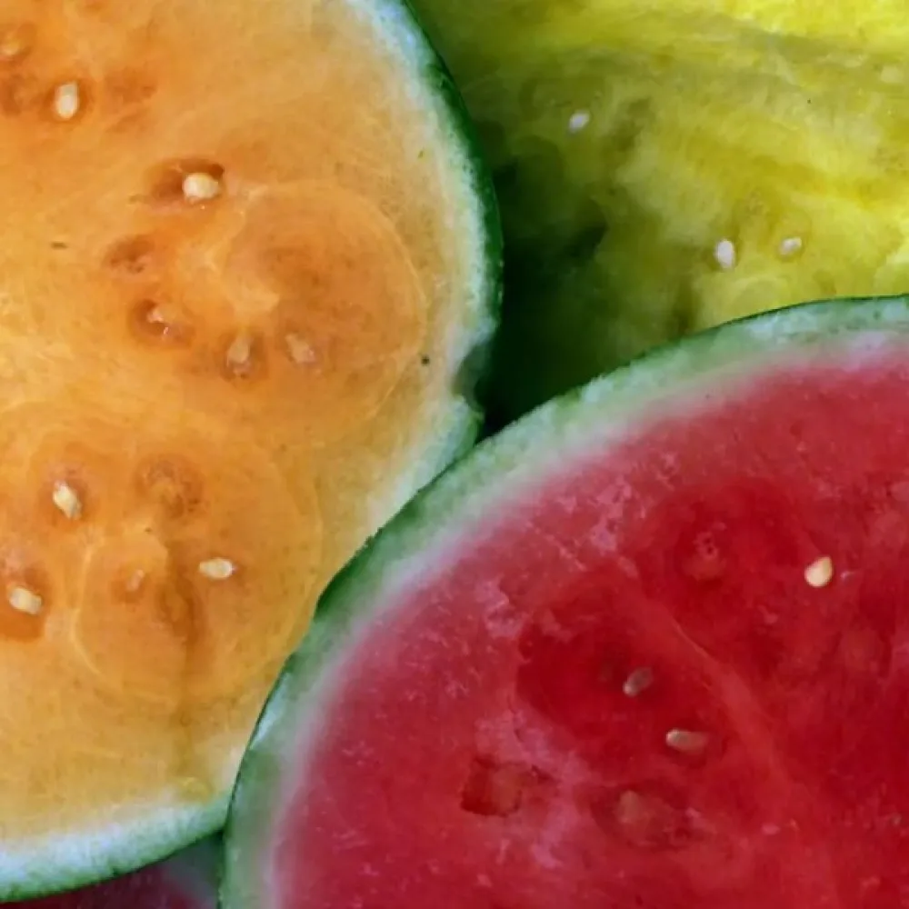 Vattenmelon – blandning av sorter