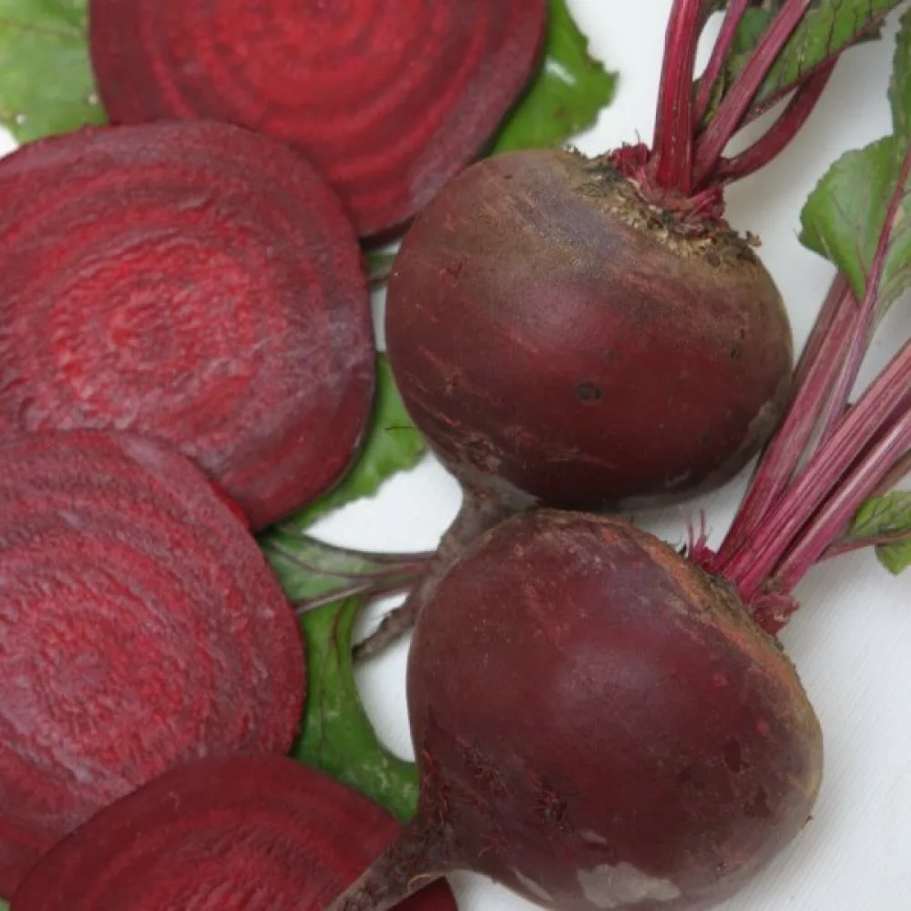 Rödbeta 'Bordo 237'