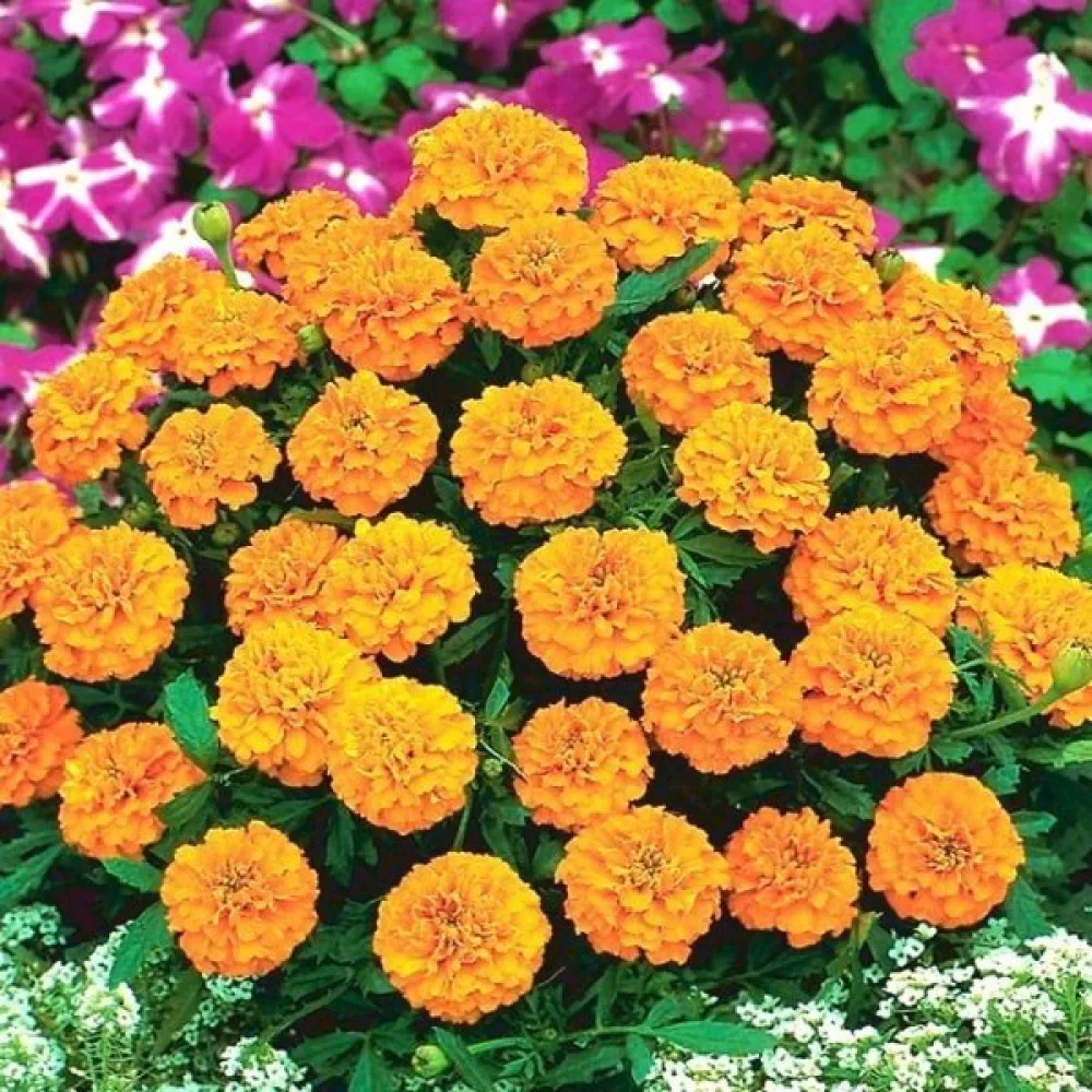 Fransk tagetes 'Valencia'