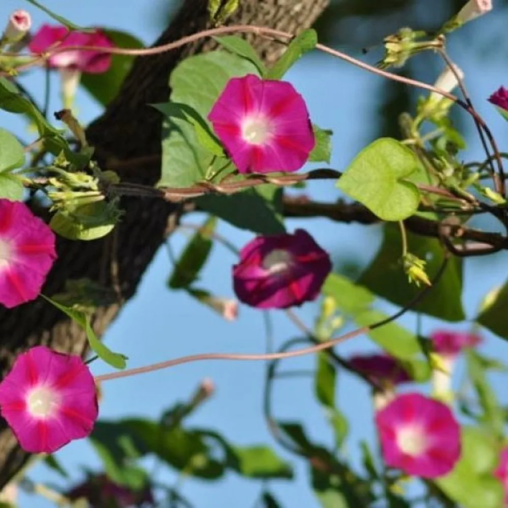 Blomman för dagen 'Scarlet O'Hara'