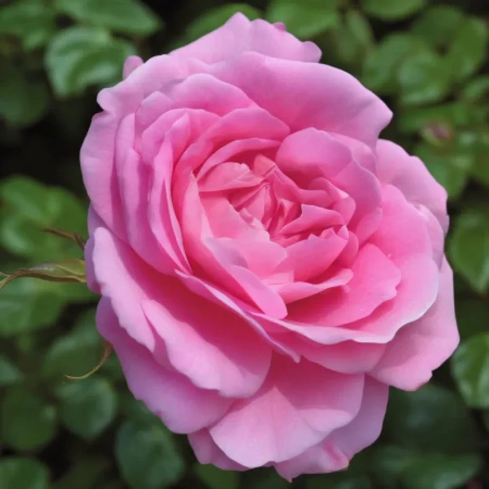 Ros 'Lavender Embrace' – barrotad
