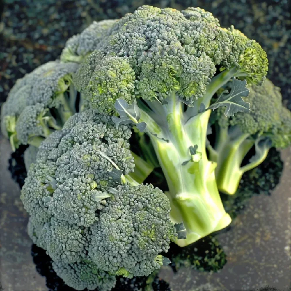 Broccoli 'Ramoso Calabrese'