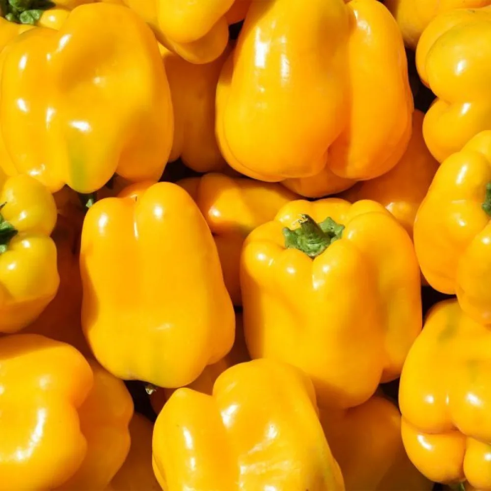 Paprika 'Quadrato d'Asti Giallo'