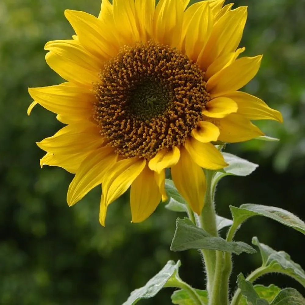 Solros 'Uniflorus Giganteus', vit