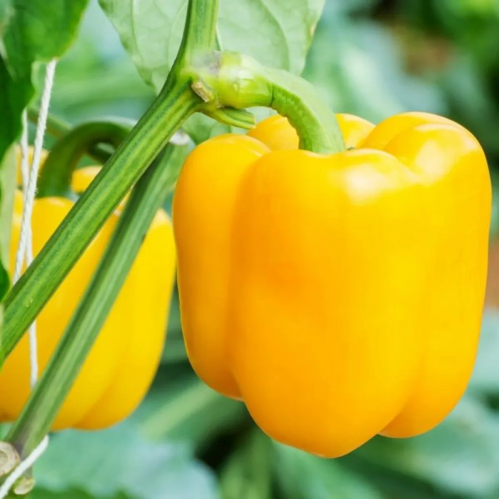 Paprika 'Marta Polka'