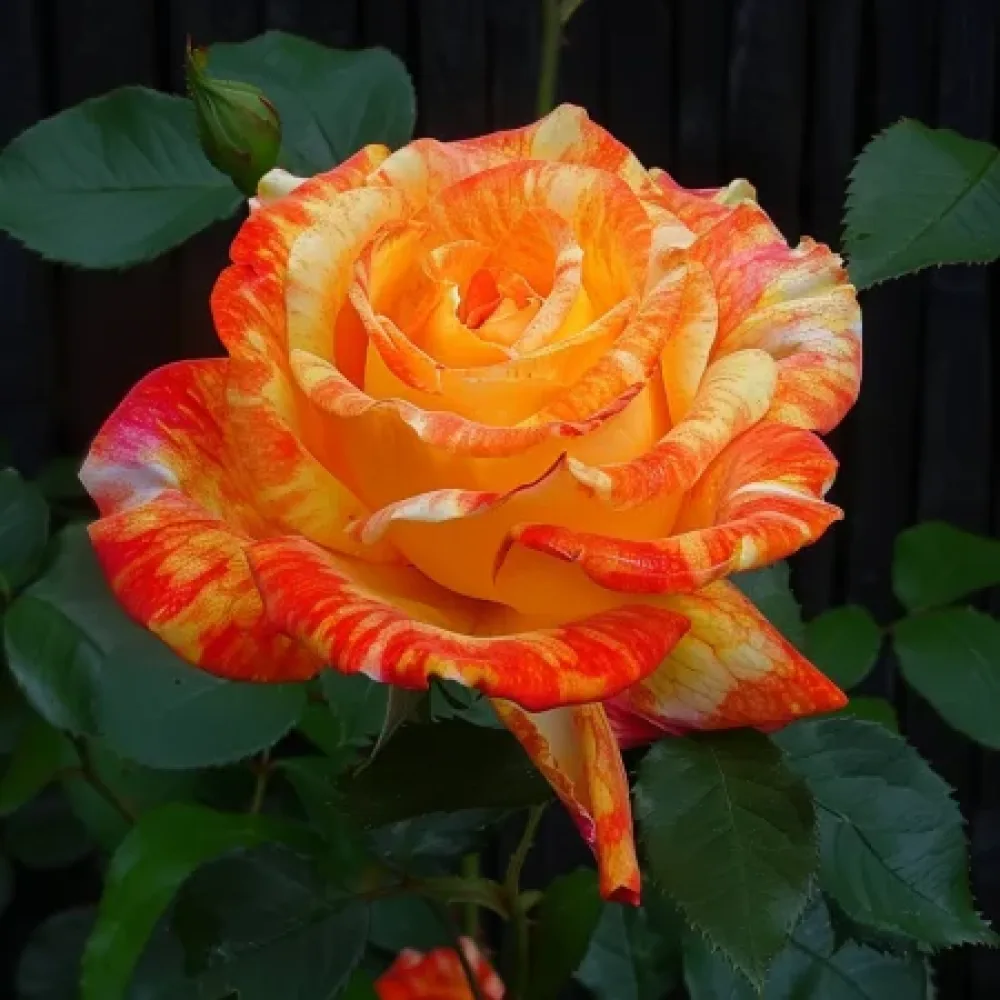 Ros 'Summer Memory' – barrotad