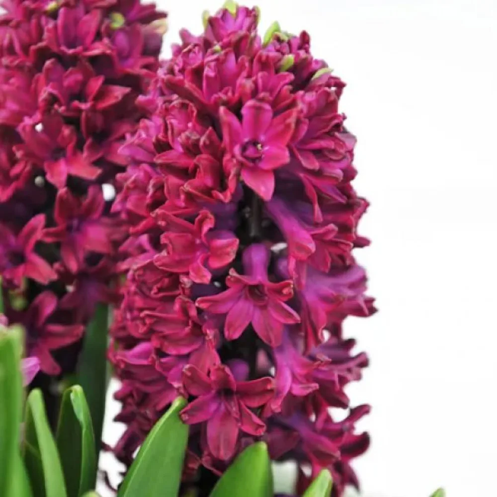 Hyacint 'Woodstock'