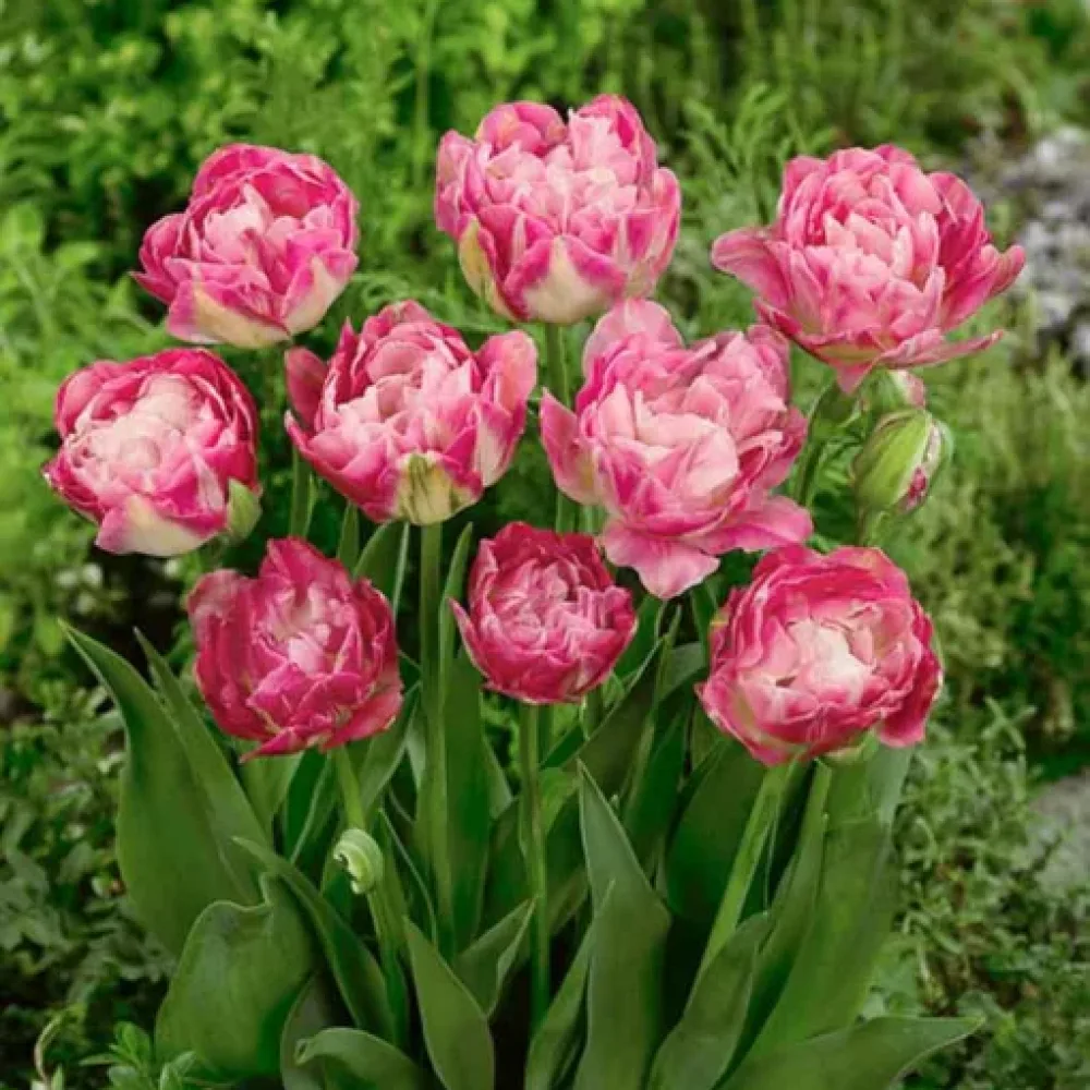 Tulpan 'Double Sugar'