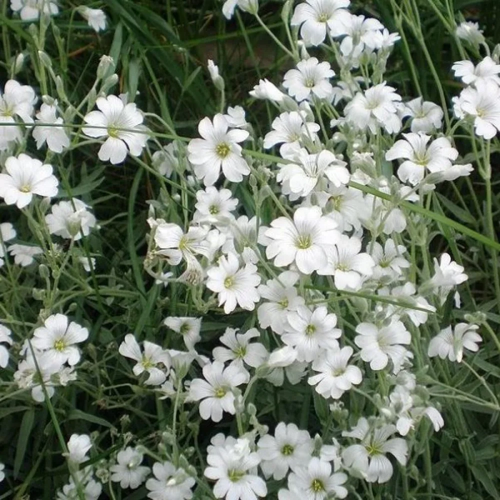 Silverarv Cerastium tomentosum, vit