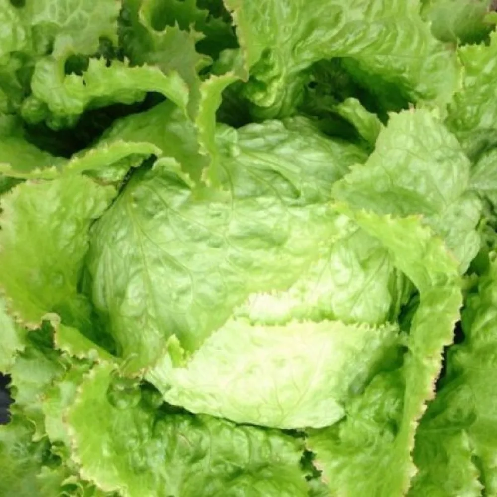 Isbergssallat 'Iceberg 2'