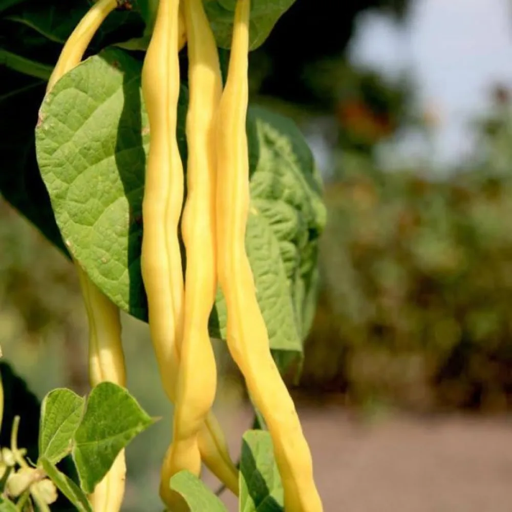 Störböna 'Neckargold'