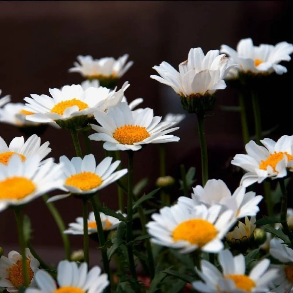 Krysantemum, rent vit