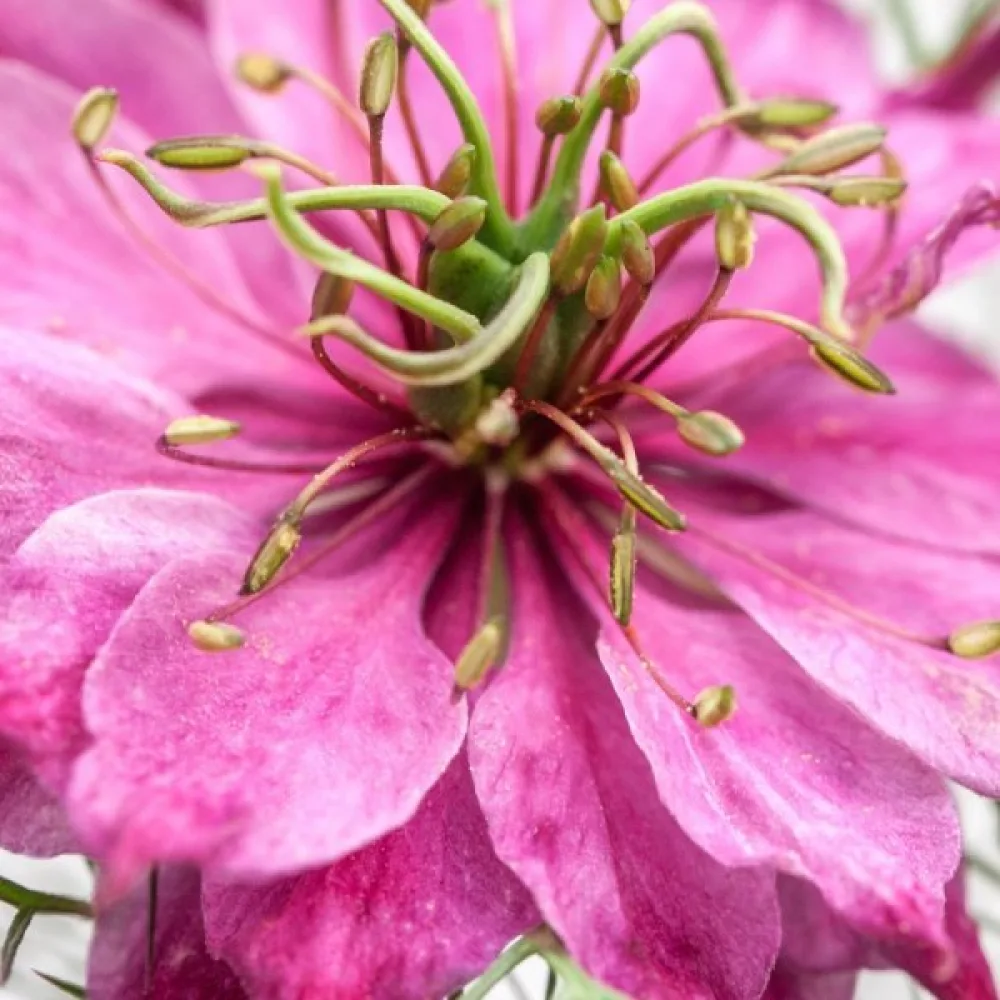 Jungfrun i det gröna 'Persian Rose'