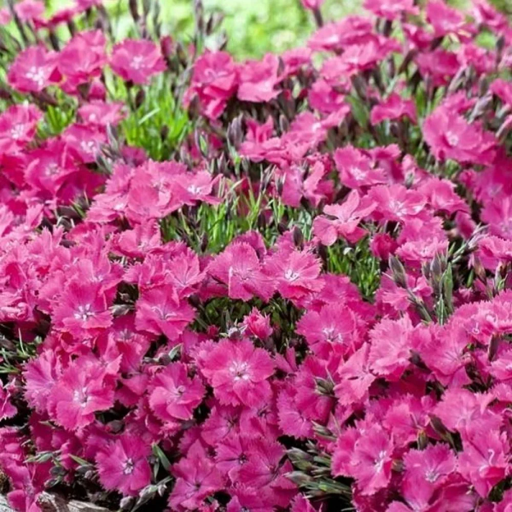 Nejlika Dianthus gratianopolitanus – rosa