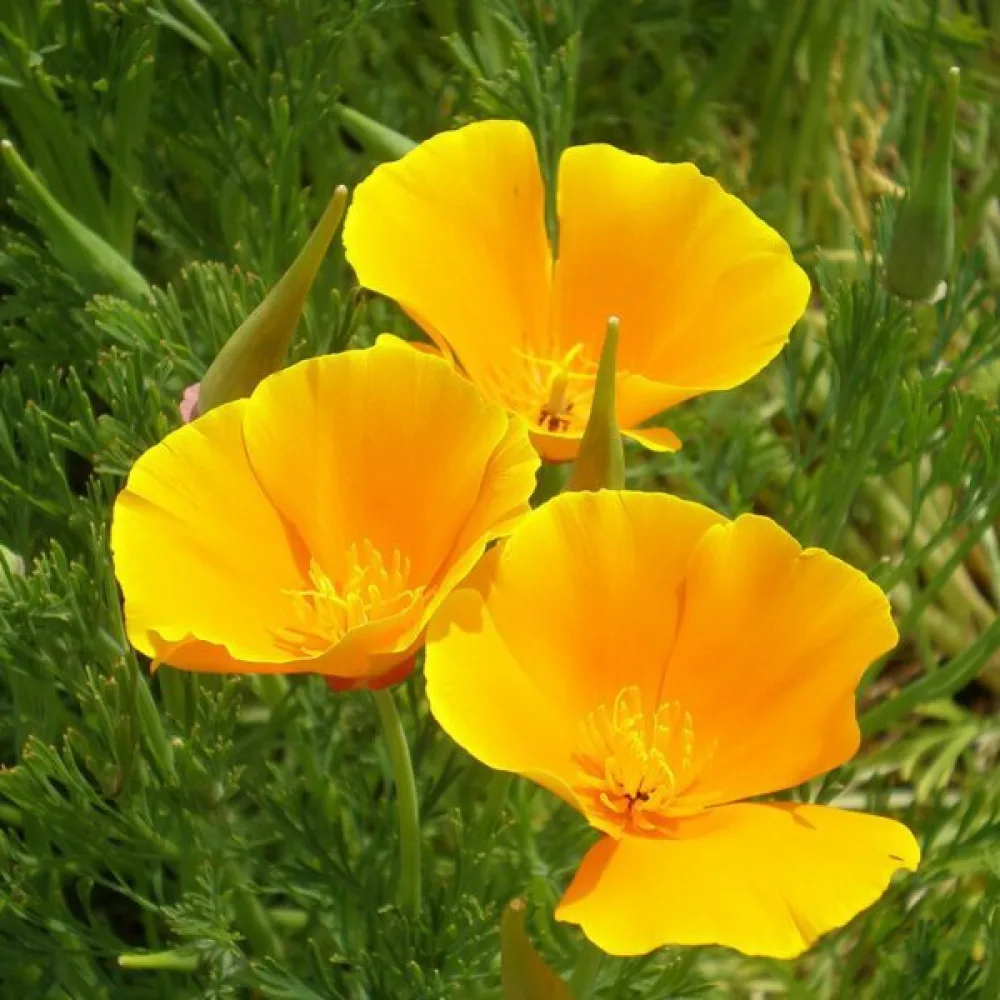 Sömntuta 'Golden West', gyllene