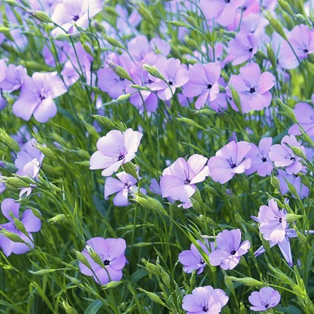 Viskaria 'Blue Pearl'