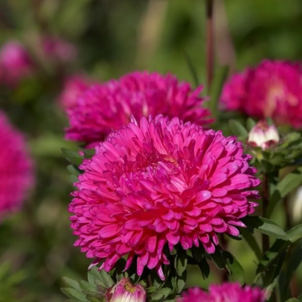 Sommaraster 'Bolero' – rosenröd