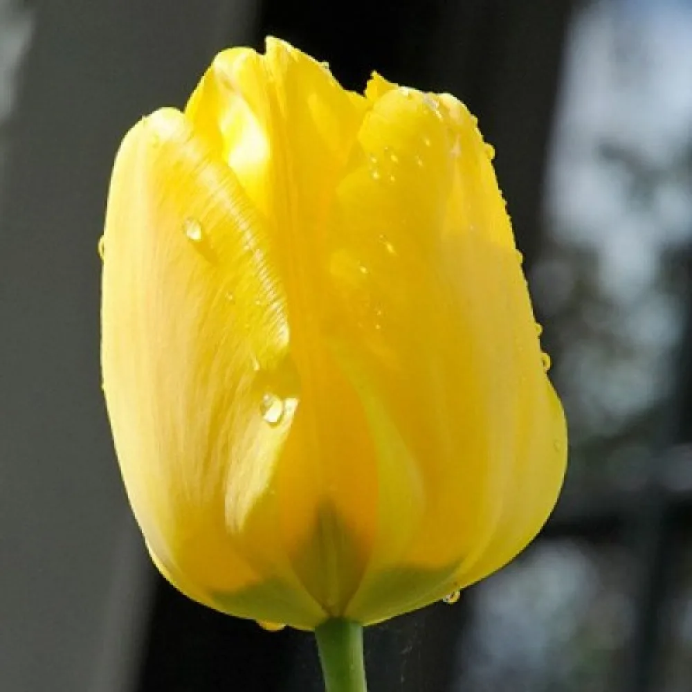 Tulpan 'Jan van Nes'