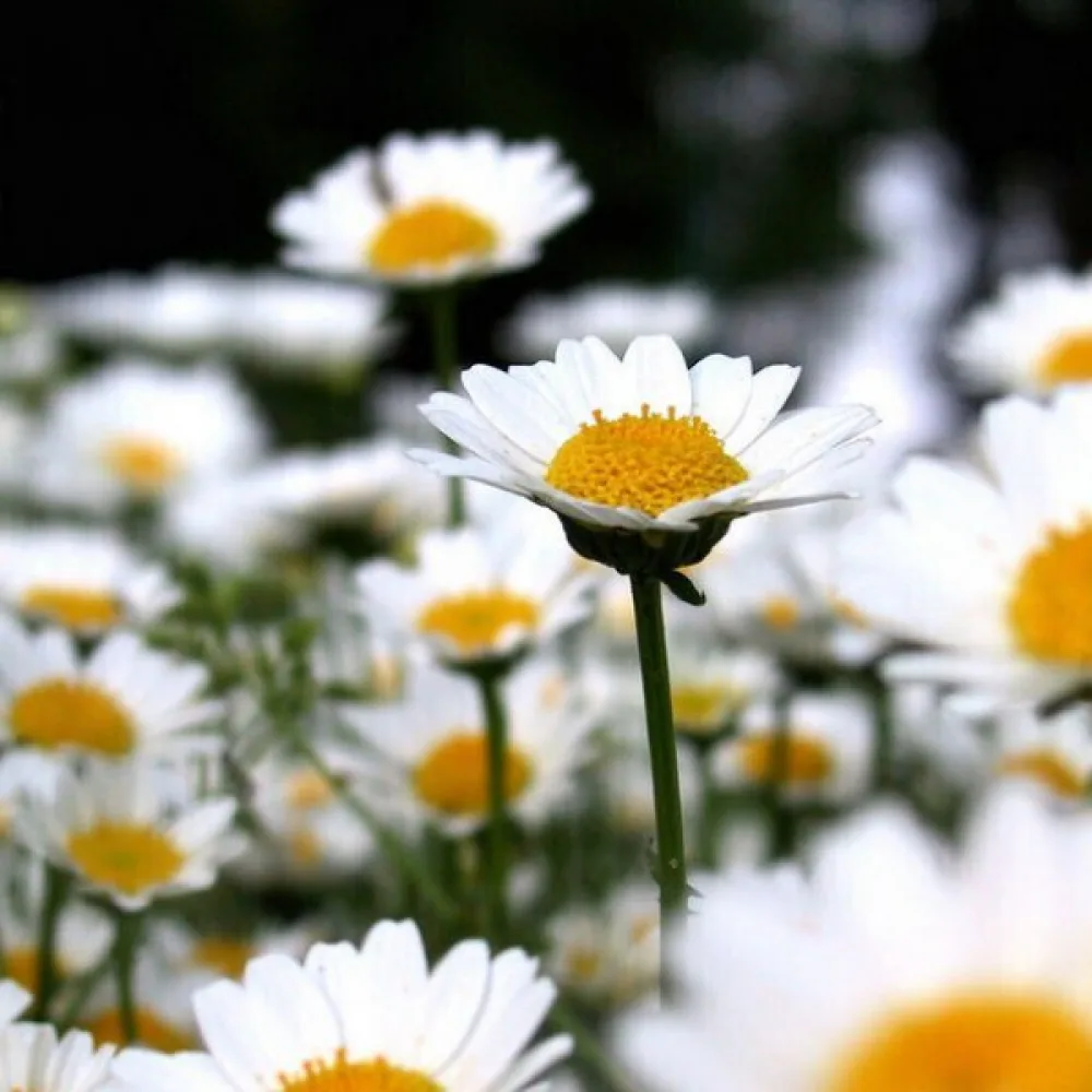 Krysantemum, rent vit
