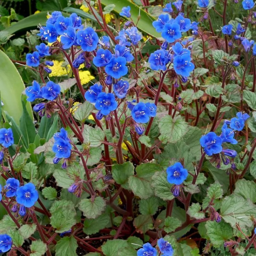 Honungsört Phacelia campanularia – blå