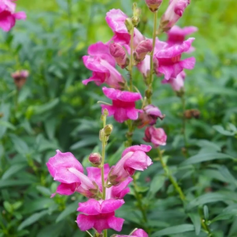 Lejongap – rosa