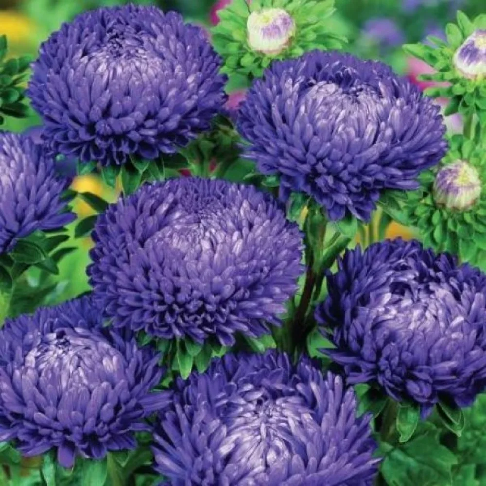 Sommaraster 'Apollonia' – violett