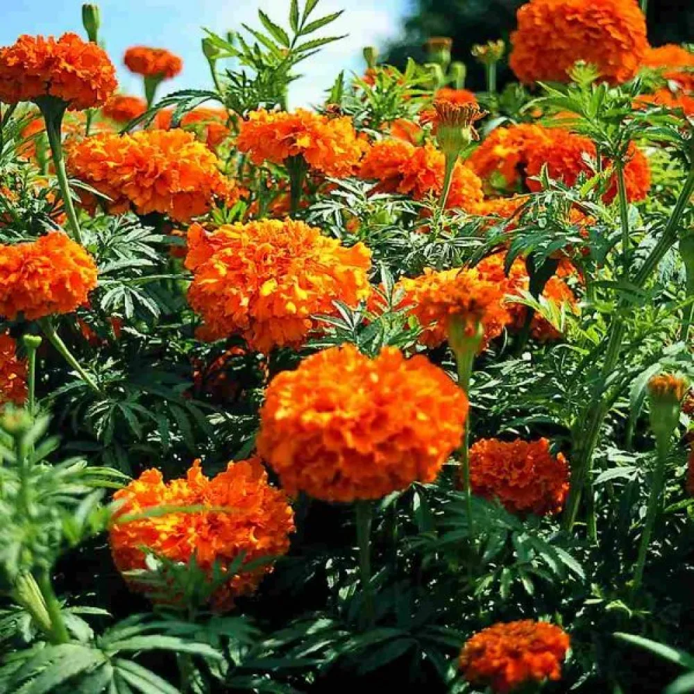 Afrikansk tagetes 'Sierra Orange'